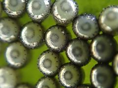 Eocanthecona concinna