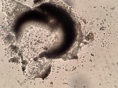 Muellerella ventosicola