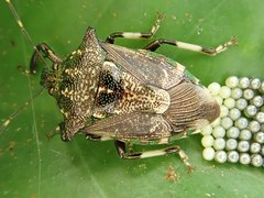 Eocanthecona concinna