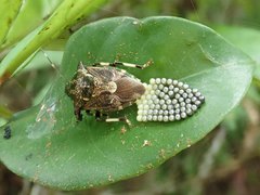 Eocanthecona concinna