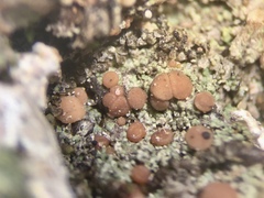 Bacidia rubella