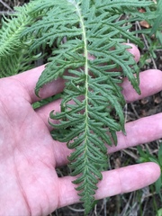 Pedicularis bracteosa
