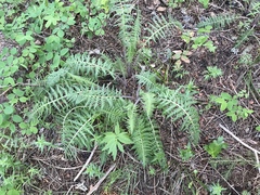Pedicularis bracteosa