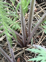 Pedicularis bracteosa