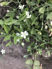 Moehringia