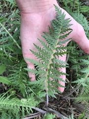 Pedicularis bracteosa