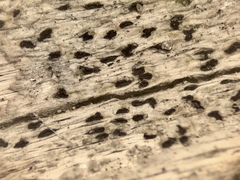 Xylographa parallela