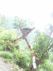 Argiope aetheroides