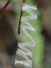 Argiope aetheroides
