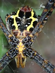 Argiope aetheroides