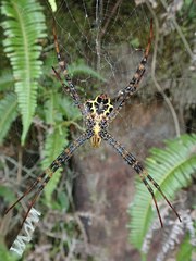 Argiope aetheroides