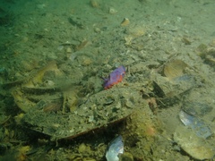 Mexichromis macropus