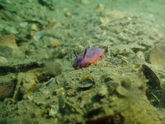 Mexichromis macropus