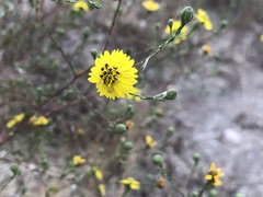 Deinandra paniculata