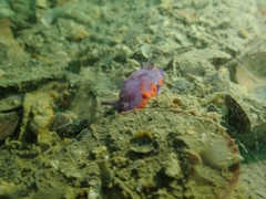 Mexichromis macropus