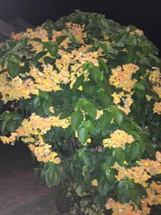 Mussaenda erythrophylla