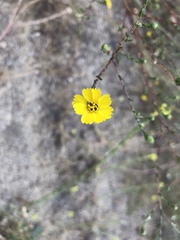 Deinandra paniculata