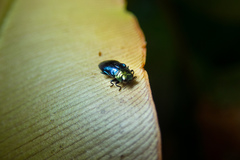 Endelus cupido