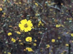 Deinandra paniculata