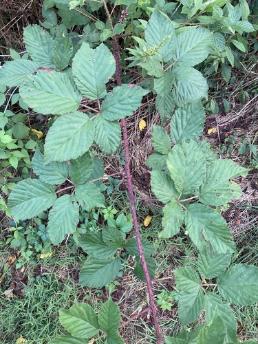 Terra Alta blackberry (Rubus prestonensis)