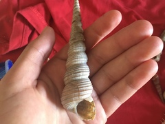 Turritella terebra