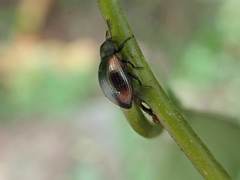 Plamius quadrinotatus