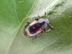 Plamius quadrinotatus