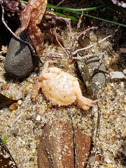 Romaleon antennarium