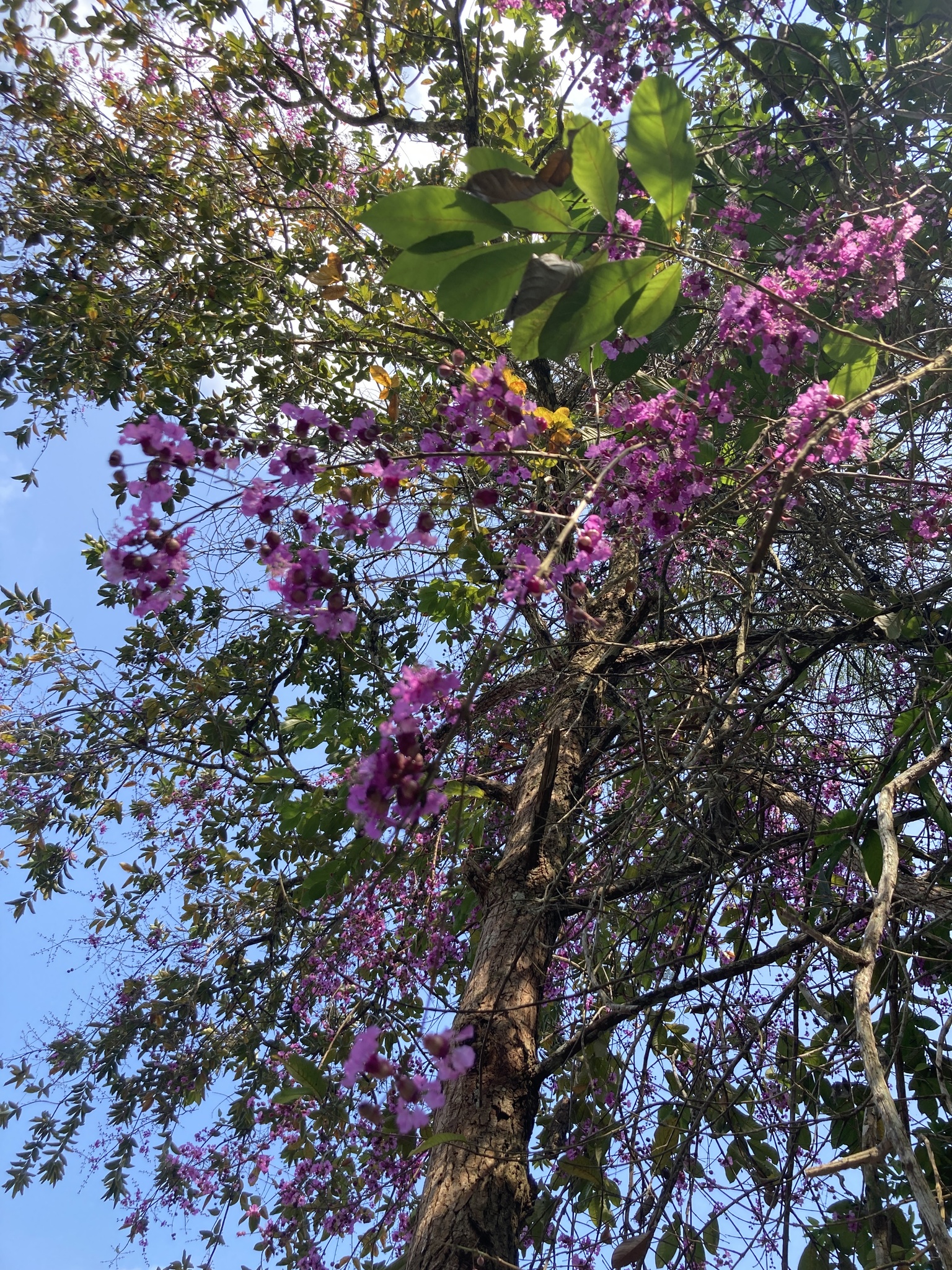 Imagem de Cega machado