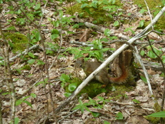 Tamiasciurus hudsonicus hudsonicus