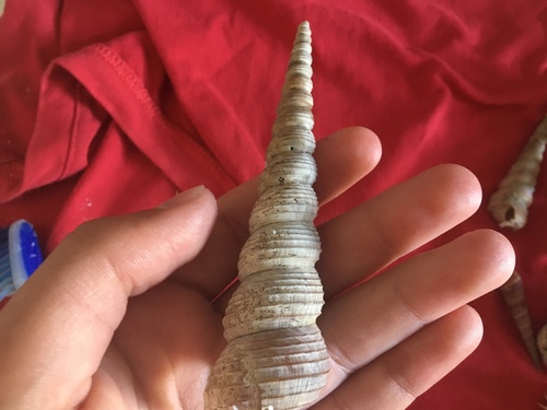 Screw Shell (Turritella terebra)