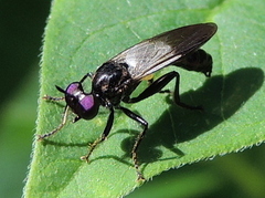 Eudioctria albius