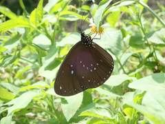 Euploea sylvester swinhoei