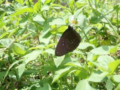 Euploea sylvester swinhoei