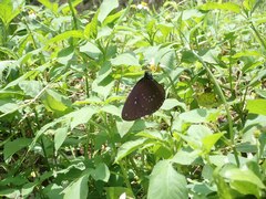 Euploea sylvester swinhoei