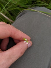 Galium obtusum