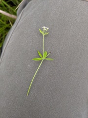 Galium obtusum