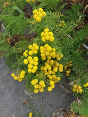 Tanacetum bipinnatum