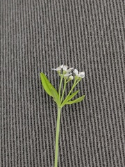 Galium obtusum