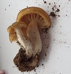 Entoloma bicolor