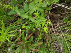 Galium obtusum