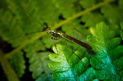 Hapalopeza tigrina