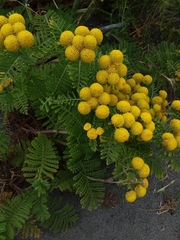 Tanacetum bipinnatum
