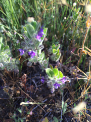 Trichostema oblongum