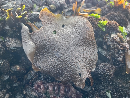 Image of Mazzaella laminarioides by (c) Erasmo Macaya Horta, some rights reserved (CC BY)