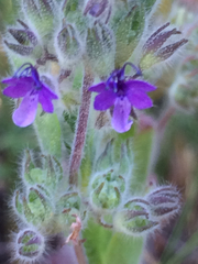 Trichostema oblongum
