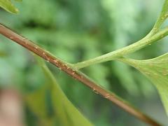 Asplenium neolaserpitiifolium