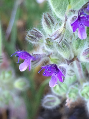 Trichostema oblongum