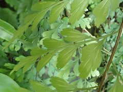 Asplenium neolaserpitiifolium