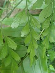 Asplenium neolaserpitiifolium